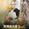 Soooradio 基督教廣播電台 逆境追光者（51）-改變鵲巢鳩占式的生活態度